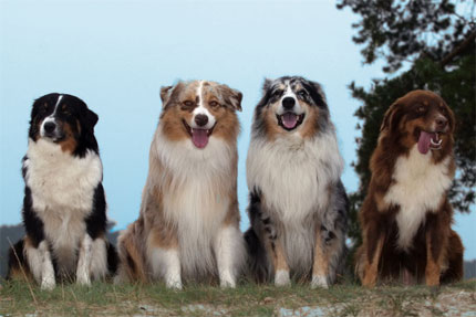 The four most common colorings of Aussies are blue merle, red merle, 