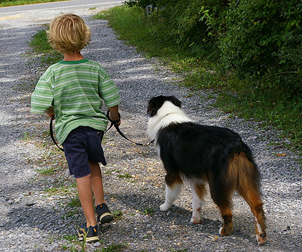 australian shepherd born without tails