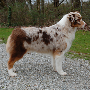 ASCA CH Carolina Calais Cloud-To-Ground DNA-CP