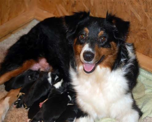Ecko and her new litter