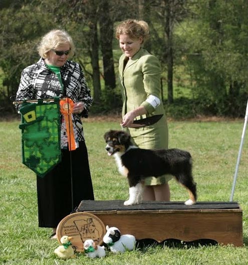 Parr Best of Breed Puppy